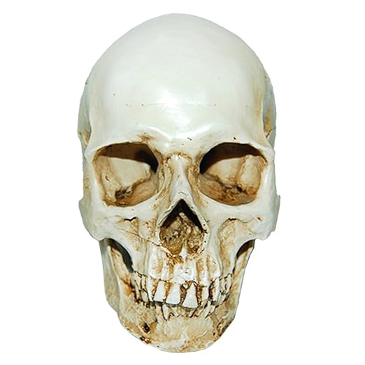 Lifesize 1:1 Human Skull Replica