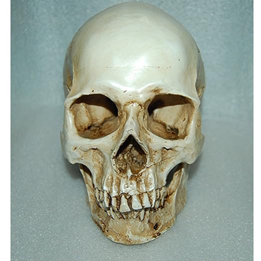 Lifesize 1:1 Human Skull Replica