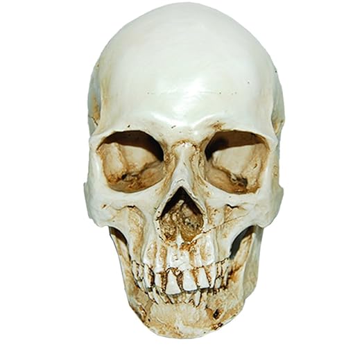 Lifesize 1:1 Human Skull Replica