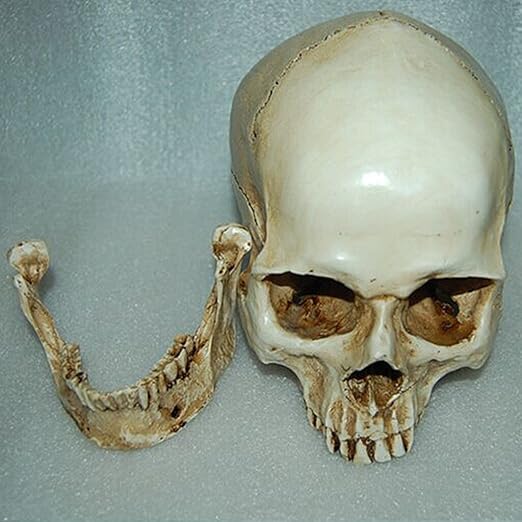 Lifesize 1:1 Human Skull Replica