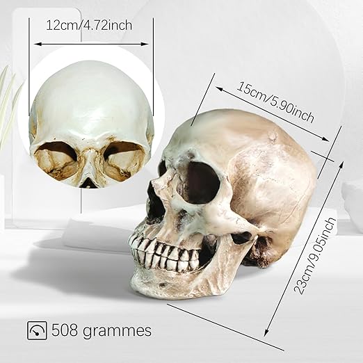 Lifesize 1:1 Human Skull Replica