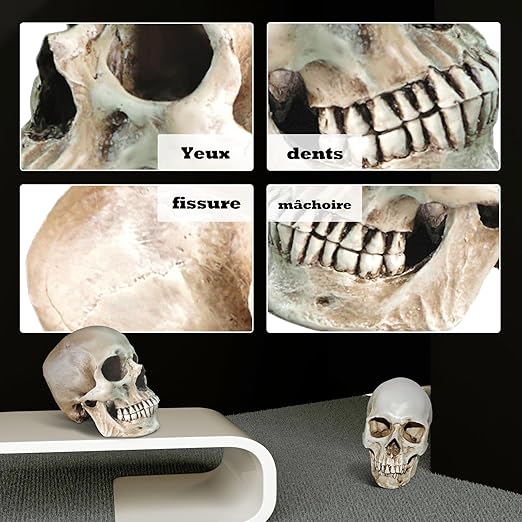 Lifesize 1:1 Human Skull Replica