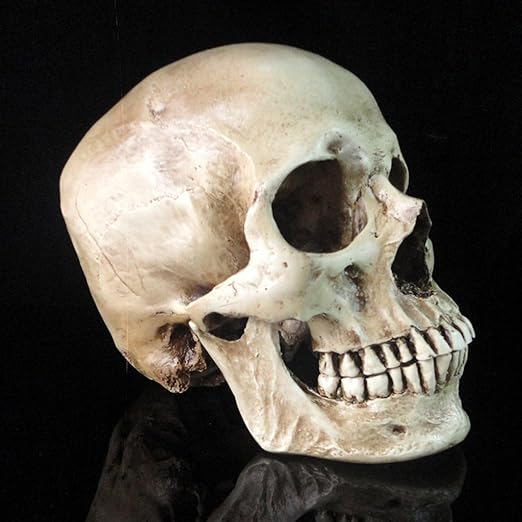 Lifesize 1:1 Human Skull Replica