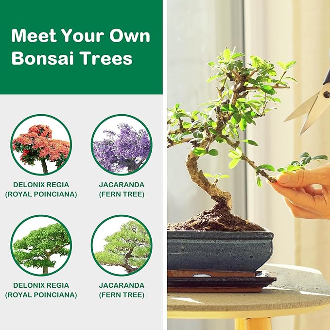 where to buy a bonsai tree kit Bonsai Tree Kit, Complete Indoor Bonsai Starter Kit for Growing Bonsai Plants with Tools & Pots, Grow Bonsai Tree in Live Indoor, Plant Bonsai Kits, DIY Gardening Gifts for Men and Women –