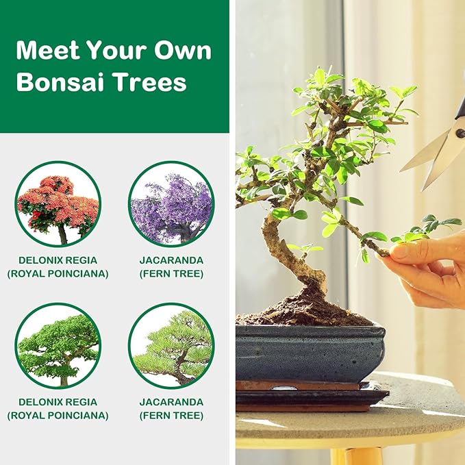 Bonsai Tree Kit