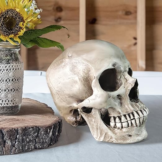 Lifesize 1:1 Human Skull Replica